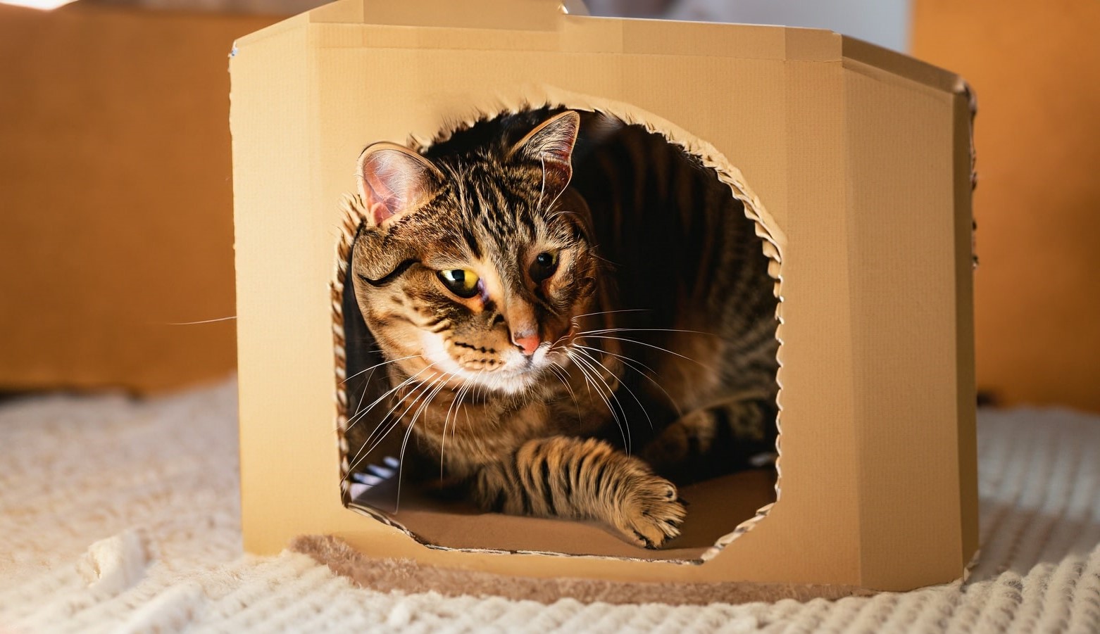 Why do cats need a scratching post? Cat Queries