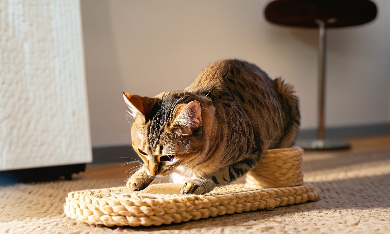 Why do cats need a scratching post? Cat Queries