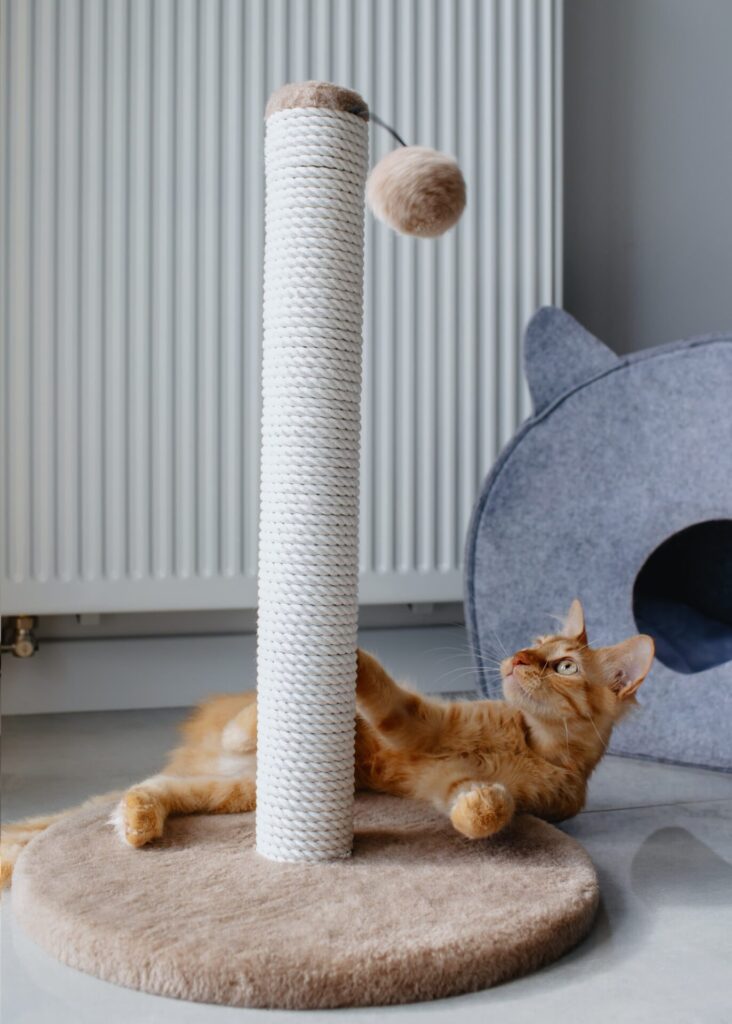A cat playing with a scratching post