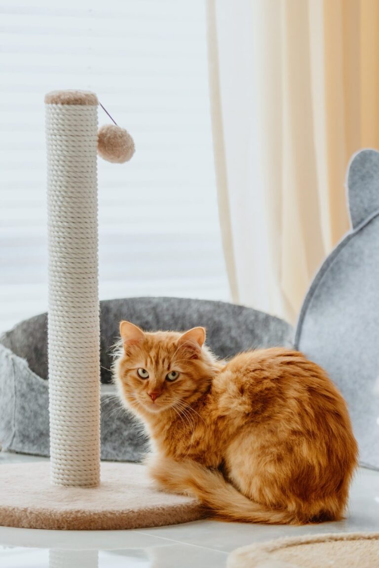 Why do cats need a scratching post? Cat Queries